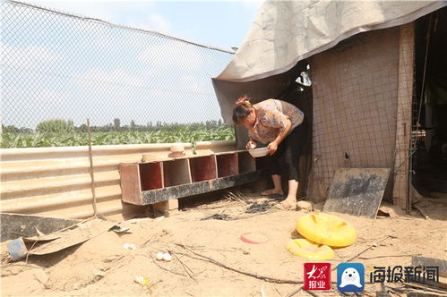 单县徐红彦 苹果树下育家禽，生态养殖巧致富