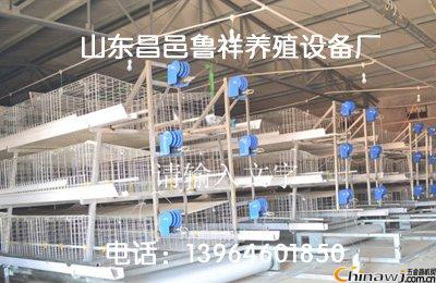 现代家禽养殖新引擎 肉鸡笼养设备助力高效生产