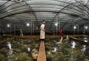 秋冬季节大菱鲆常见疾病综合防控与家禽饲养机械的科学应用