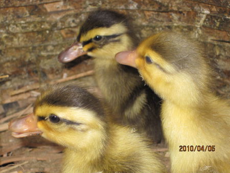 福建优质禽苗厂与家禽饲养机械推荐