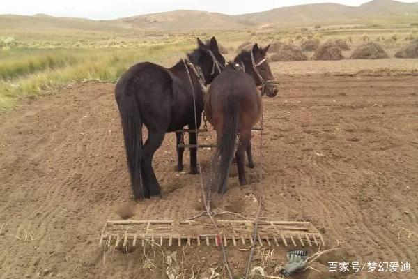 从原始农业到传统农业的转型 中美洲农业中心的兴衰与家禽饲养的机械化之路